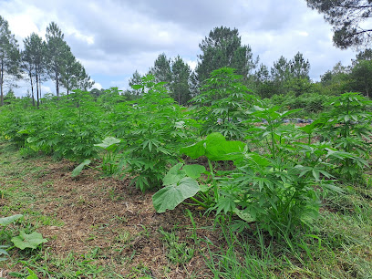 Biscanna40, Magasin De Cbd à Biscarrosse