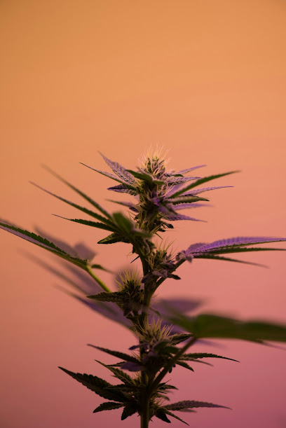 Le Cbd France, Magasin De Cbd à Pontoise